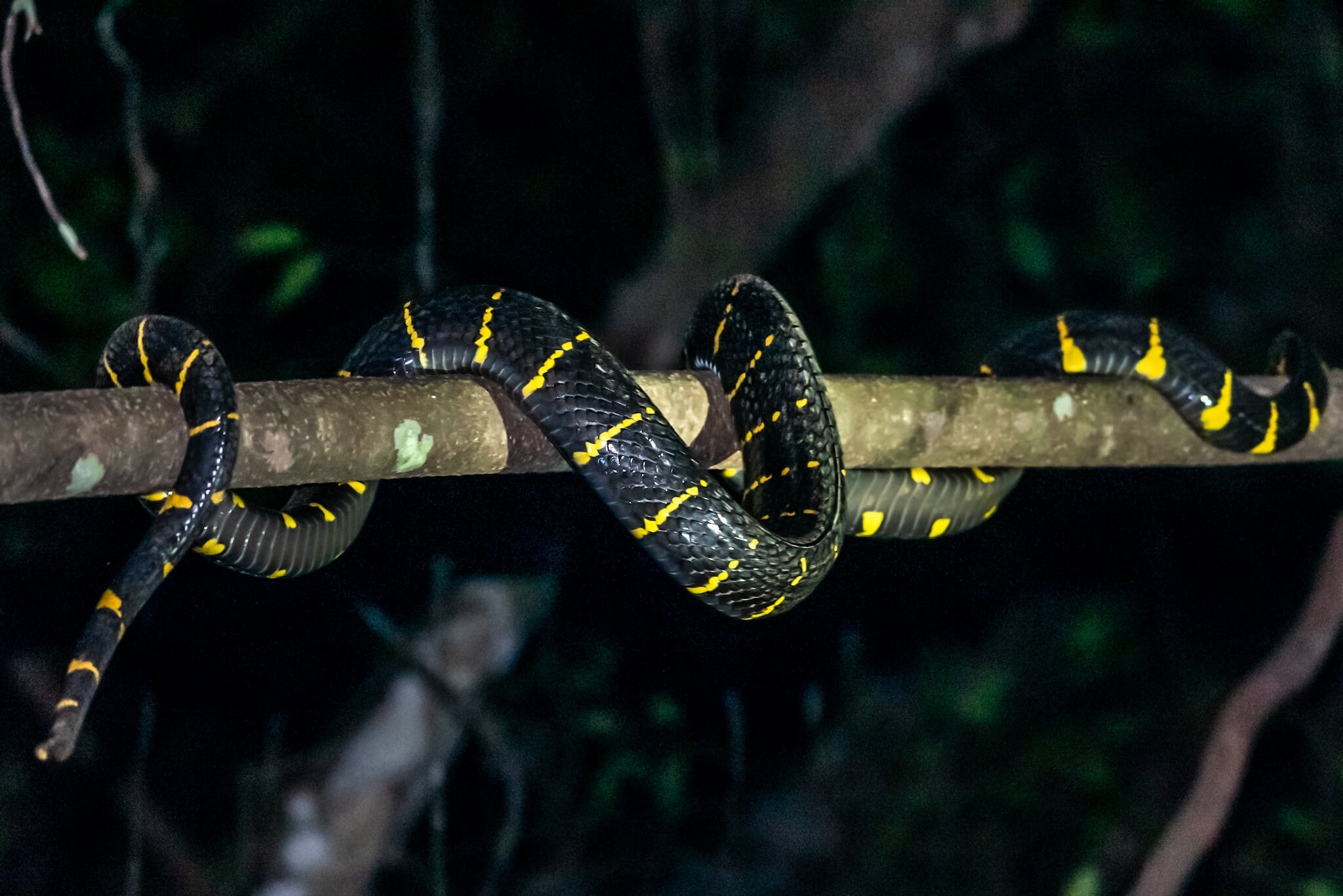KhaoLak Adventures Ausfüge Khao Lak deutsch Snake night safari mangrovennatter